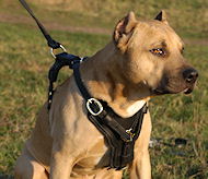 Amstaff Exclusive Luxury Handcrafted Padded Leather Dog Harness